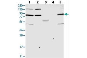 SMCR8 antibody