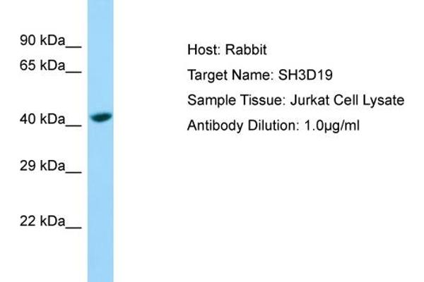 anti-SH3 Domain Containing 19 (SH3D19) (C-Term) antibody