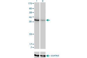 Image no. 3 for anti-Aldo-Keto Reductase Family 1, Member D1 (AKR1D1) (AA 227-326) antibody (ABIN562993)
