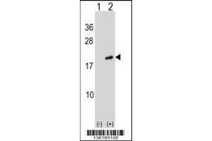 ARL2 antibody  (AA 54-82)