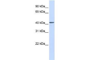 Image no. 1 for anti-RNA-Binding Protein NOB1 (NOB1) (C-Term) antibody (ABIN2785984)
