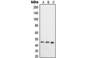 Image no. 1 for anti-RELT Tumor Necrosis Factor Receptor (RELT) (C-Term) antibody (ABIN2705181)