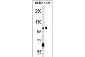 Image no. 1 for anti-Potassium Voltage-Gated Channel, KQT-Like Subfamily, Member 3 (KCNQ3) (AA 651-679), (C-Term) antibody (ABIN5536326)