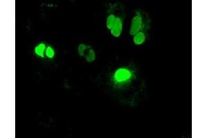 Image no. 1 for anti-Neurogenin 1 (NEUROG1) antibody (ABIN2727141)