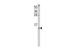 Western Blotting (WB) image for anti-Chemokine (C-C Motif) Ligand 2 (CCL2) antibody (ABIN2158090)