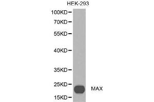 Image no. 2 for anti-MYC Associated Factor X (MAX) antibody (ABIN3023070)
