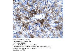 Image no. 1 for anti-Protein Inhibitor of Activated STAT, 3 (PIAS3) (C-Term) antibody (ABIN2777574)