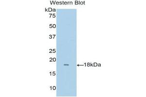 Image no. 1 for anti-Ribonuclease, RNase A Family, 8 (RNASE8) (AA 19-154) antibody (ABIN1176032)