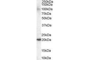Image no. 2 for anti-ADP-Ribosylation-Like Factor 6 Interacting Protein 5 (Arl6ip5) (C-Term) antibody (ABIN184829)
