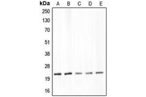 Image no. 1 for anti-Claudin 4 (CLDN4) (C-Term) antibody (ABIN2704655)