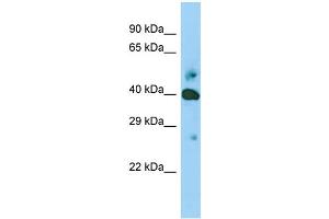 Image no. 1 for anti-Src Homology 2 Domain Containing F (SHF) (Middle Region) antibody (ABIN2789454)