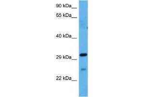 Image no. 2 for anti-Gap Junction Protein, beta 1, 32kDa (GJB1) (Middle Region) antibody (ABIN2774854)