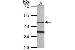 Image no. 2 for anti-F-Box Protein 15 (FBXO15) (Center) antibody (ABIN2854585)
