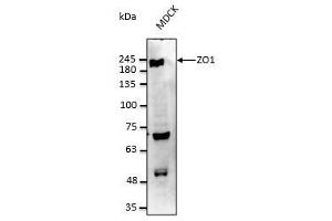 Image no. 2 for anti-Tight Junction Protein 1 (TJP1) (C-Term) antibody (ABIN6254231)