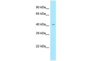 Image no. 1 for anti-Relaxin/insulin-Like Family Peptide Receptor 4 (RXFP4) (C-Term) antibody (ABIN2789980)