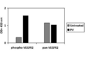 Image no. 3 for VEGF Receptor 2 (VEGFR2) ELISA Kit (ABIN5691026)