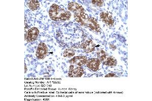 Image no. 2 for anti-Zinc Finger Homeobox 2 (ZFHX2) (Middle Region) antibody (ABIN2779541)