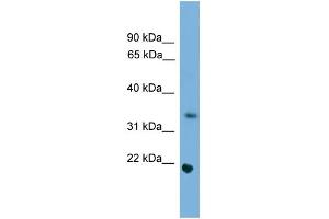 Image no. 1 for anti-Spermatogenesis and Oogenesis Specific Basic Helix-Loop-Helix 1 (SOHLH1) (Middle Region) antibody (ABIN2780284)