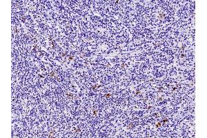 Image no. 2 for anti-CD160 (CD160) (AA 1-158) antibody (ABIN2691597)