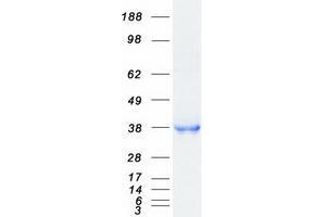Image no. 1 for CD207 Molecule, Langerin (CD207) protein (Myc-DYKDDDDK Tag) (ABIN2713501)