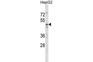 Image no. 1 for anti-TAP Binding Protein-Like (TAPBPL) (AA 1-31), (N-Term) antibody (ABIN955075)