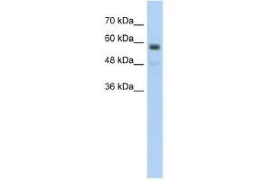 Image no. 2 for anti-Transmembrane Protein 8B (TMEM8B) (Middle Region) antibody (ABIN630419)