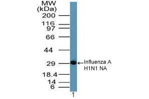 anti-Influenza A Virus Neuraminidase antibody (Influenza A Virus H1N1) (AA 320-334)