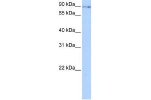 NUFIP2 antibody  (N-Term)