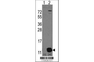Image no. 1 for anti-phosphohistidine Phosphatase 1 (PHPT1) (AA 88-117), (C-Term) antibody (ABIN389182)