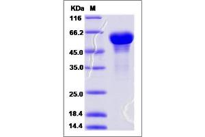 Image no. 1 for Secretogranin III (SCG3) (AA 1-468) protein (His tag) (ABIN2006675)