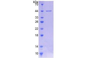 Image no. 1 for Clock Homolog (Mouse) (CLOCK) (AA 34-379) protein (His tag) (ABIN6236504)