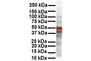 Image no. 3 for anti-Cyclin D1 (CCND1) (N-Term) antibody (ABIN2777893)