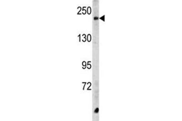 anti-Carboxypeptidase D (CPD) (AA 1019-1048) antibody