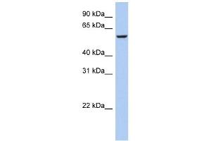 Image no. 1 for anti-F-Box Protein 33 (FBXO33) (Middle Region) antibody (ABIN632372)