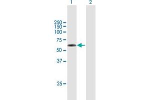 Western Blot analysis of TSEN2 expression in transfected 293T cell line by TSEN2 MaxPab polyclonal antibody.