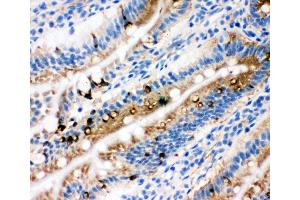 Image no. 3 for anti-Early Growth Response 1 (EGR1) (AA 23-43), (N-Term) antibody (ABIN3043997)