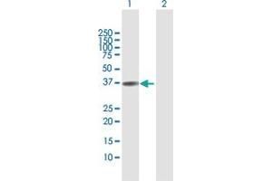 Western Blot analysis of TNNT1 expression in transfected 293T cell line by TNNT1 MaxPab polyclonal antibody.
