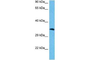 Image no. 2 for anti-Transcription Factor MafA (MAFA) (N-Term) antibody (ABIN2783127)