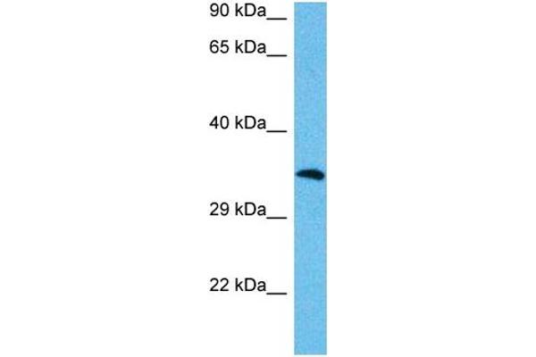 MAFA antibody  (N-Term)