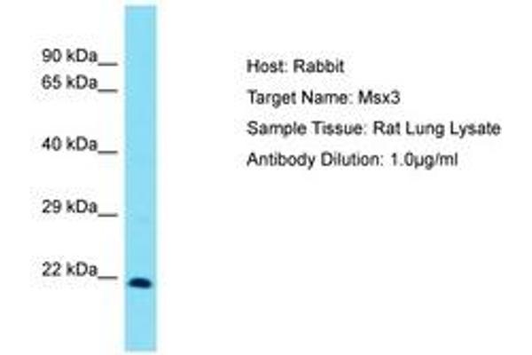 Homeobox, Msh-Like 3 (MSX3) (C-Term) antibody