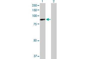 Western Blot analysis of DNAI1 expression in transfected 293T cell line by DNAI1 MaxPab polyclonal antibody.
