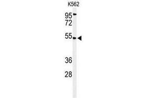 Image no. 1 for anti-Mitochondrial Calcium Uptake 1 (MICU1) (AA 59-89), (N-Term) antibody (ABIN951072)