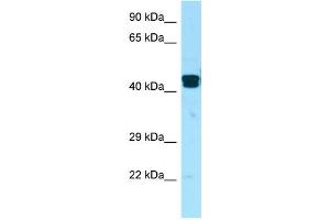 Image no. 1 for anti-LIM and Senescent Cell Antigen-Like Domains 1 (LIMS1) (Middle Region) antibody (ABIN2789689)