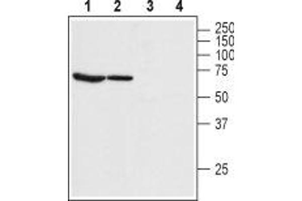 anti-Bestrophin 1 (BEST1) (3rd Extracellular Loop), (AA 259-270) antibody