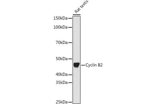 Cyclin B2 antibody