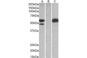 Image no. 2 for anti-Tripartite Motif Containing 21 (TRIM21) (C-Term) antibody (ABIN184965)