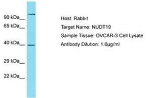 anti-Nudix (Nucleoside Diphosphate Linked Moiety X)-Type Motif 19 (NUDT19) (AA 89-138) antibody