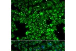 Immunofluorescence analysis of U2OS cells using LYZL6 Polyclonal Antibody