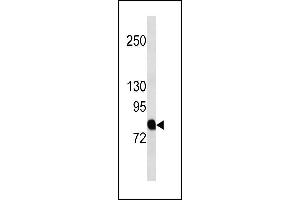 Image no. 1 for anti-Amyloid beta (A4) Precursor Protein-Binding, Family B, Member 2 (APBB2) (AA 216-244) antibody (ABIN1881063)