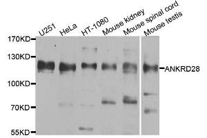 Image no. 1 for anti-Ankyrin Repeat Domain 28 (ANKRD28) antibody (ABIN6136889)